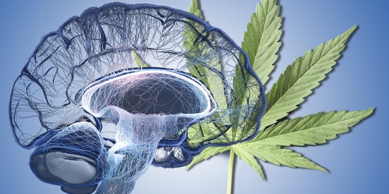Why Cannabis May Be Useful in Treating Epilepsy