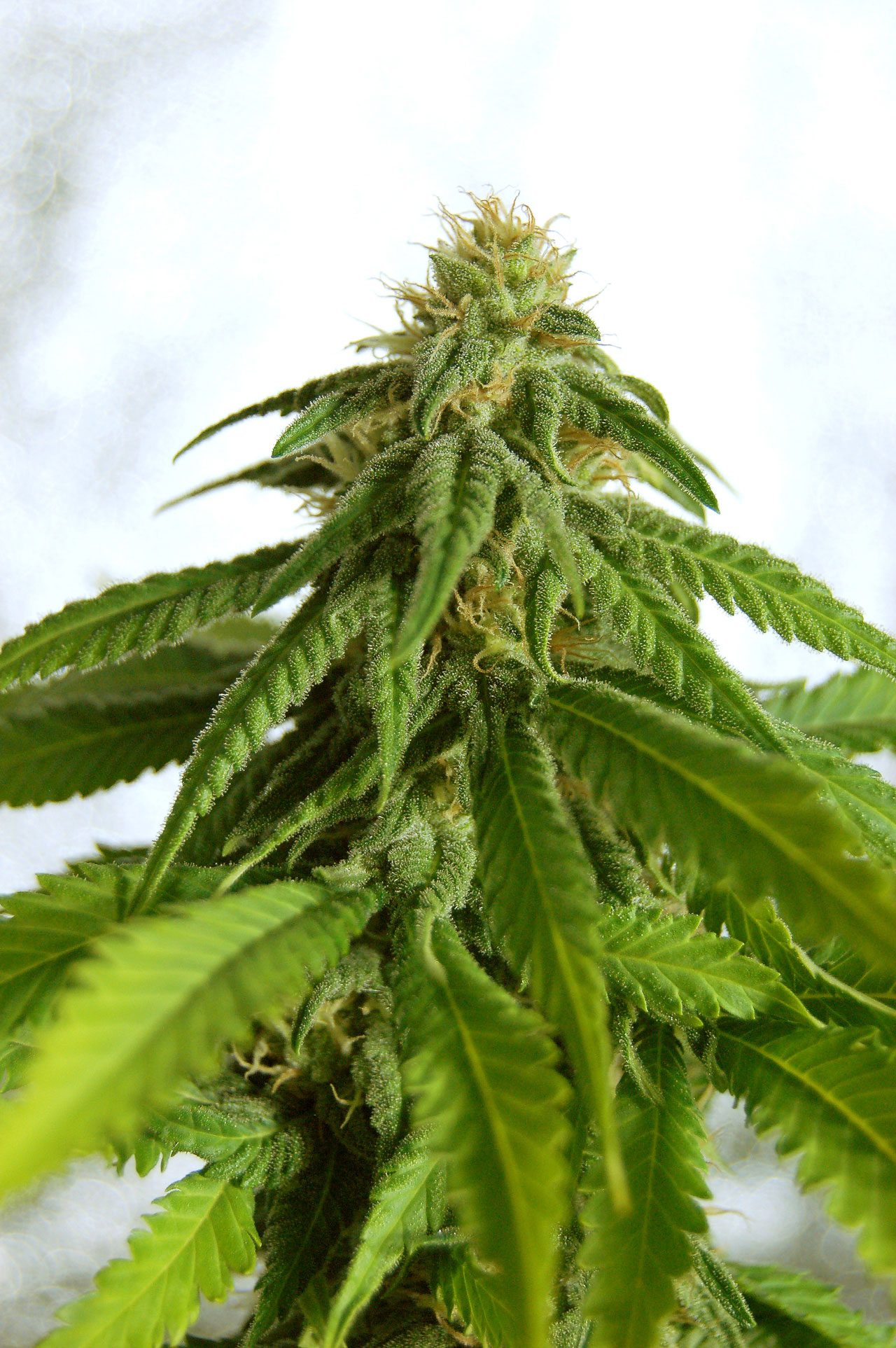 Marijuana seeds - Feminized: Afrodite (1)