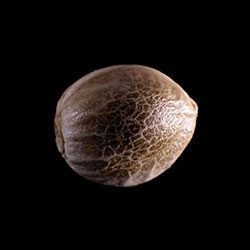 Marijuana seeds: Afrodite, 1 Seed