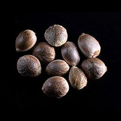 Marijuana seeds: Afrodite, 10+3 Seed