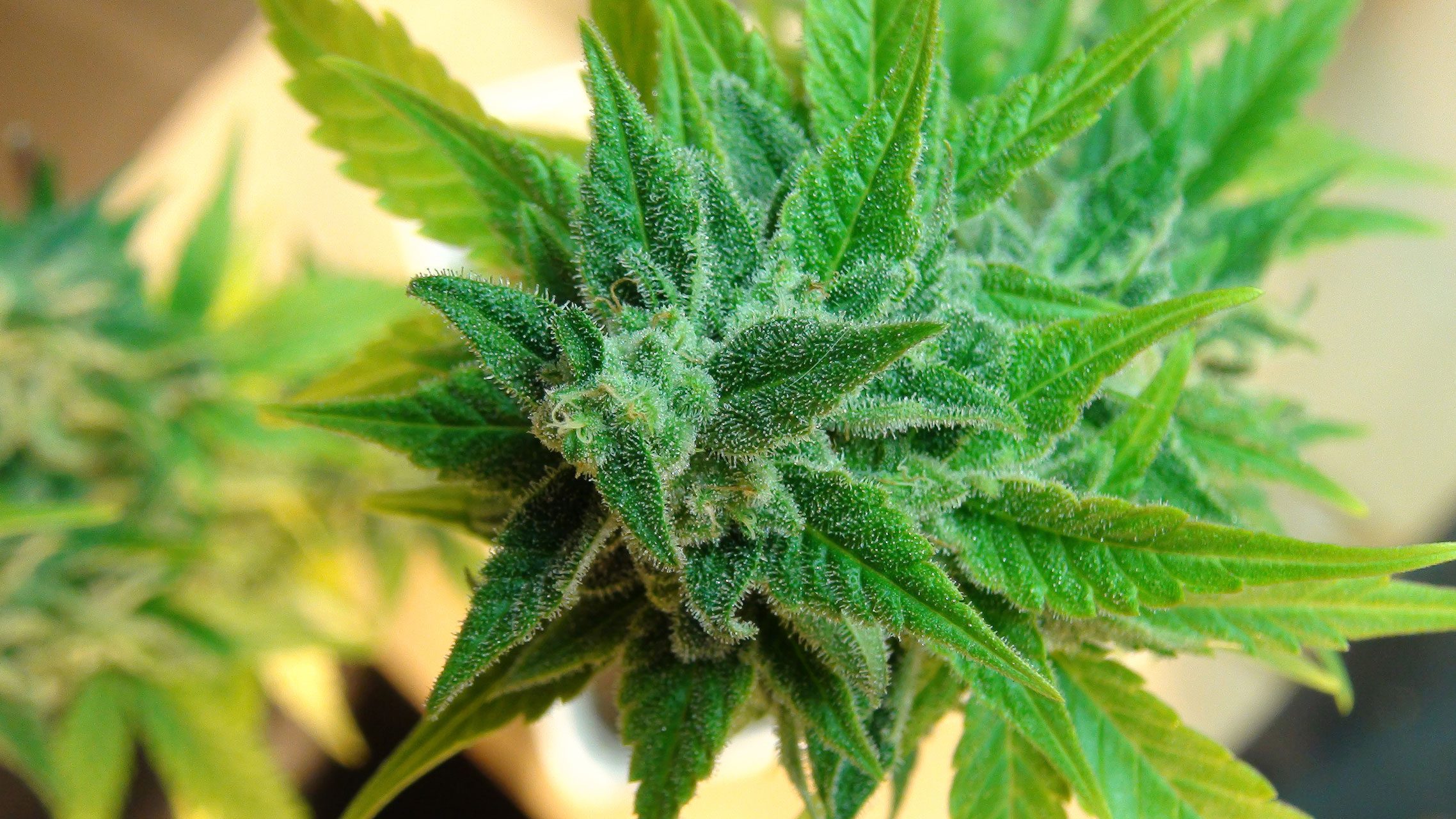 Marijuana seeds - Feminized: Afrodite (2)