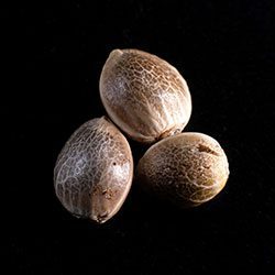 Marijuana seeds: Afrodite, 3+1 Seed