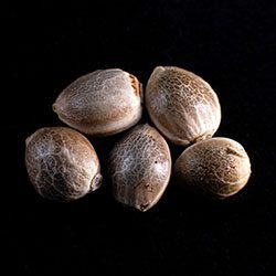 Marijuana seeds: Afrodite, 5+2 Seed