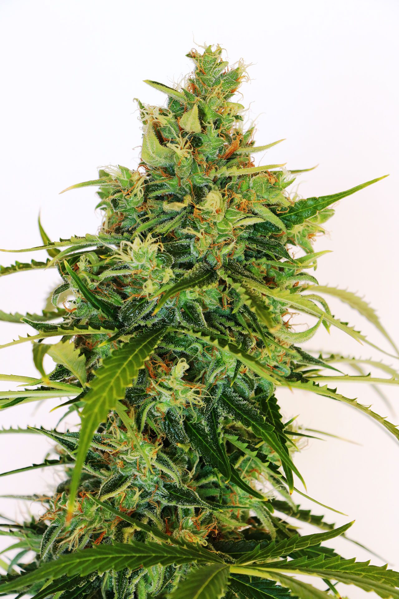 Marijuana seeds - Feminized: Amnesi-K Lemon (1)