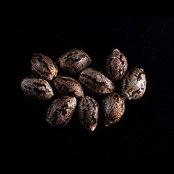 Cannabis-samen: Amnesi-K Lemon, 10+3 Seed
