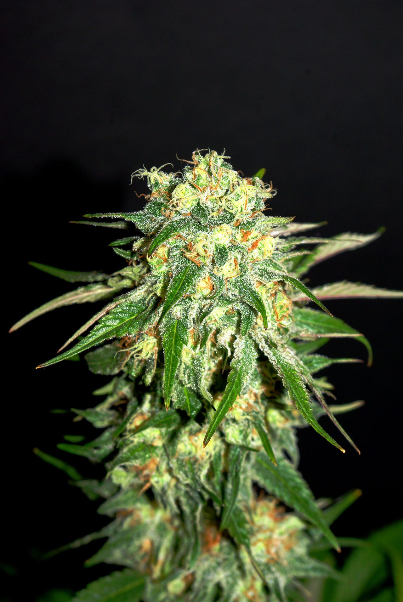 Marijuana seeds - Feminized: Amnesi-K Lemon (2)