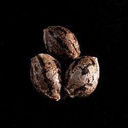 Cannabis-samen: Amnesi-K Lemon, 3+1 Seed
