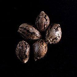Cannabis-samen: Amnesi-K Lemon, 5+2 Seed