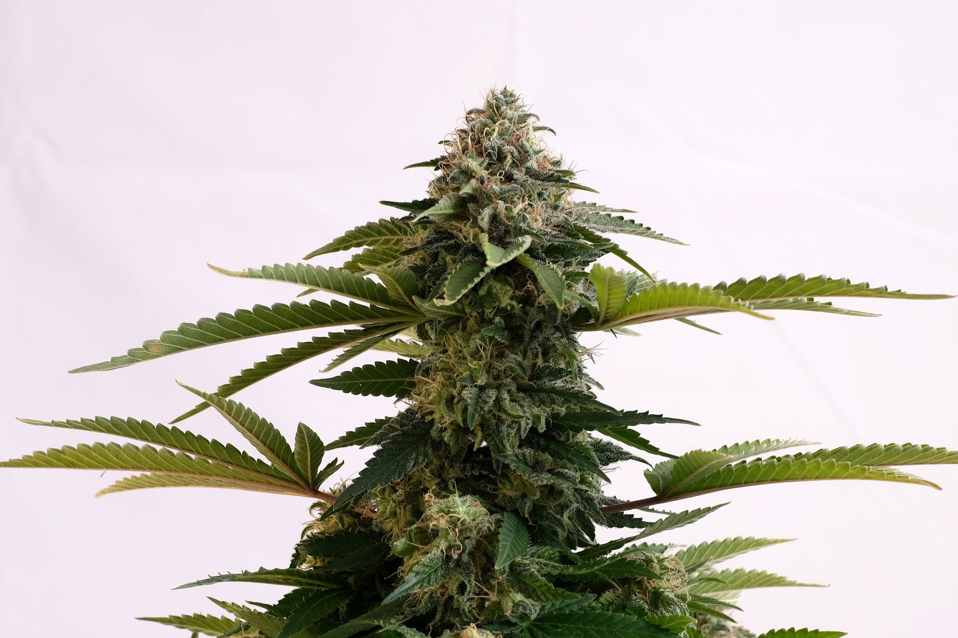 Marijuana seeds - Autoflowering: Amnesia Dream XL Auto (1)