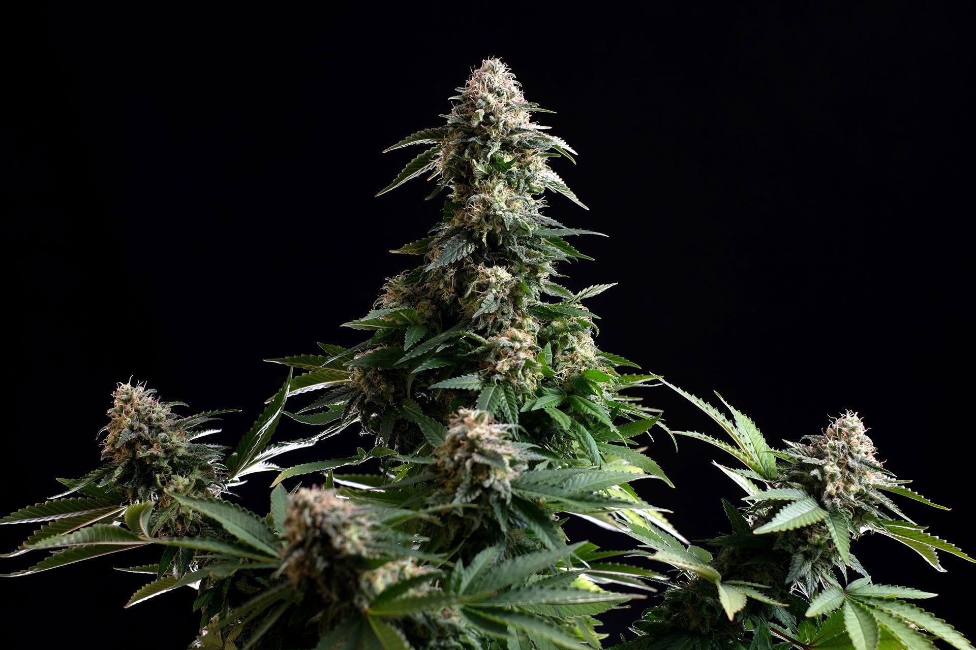 Marijuana seeds - Autoflowering: Amnesia Dream XL Auto (2)