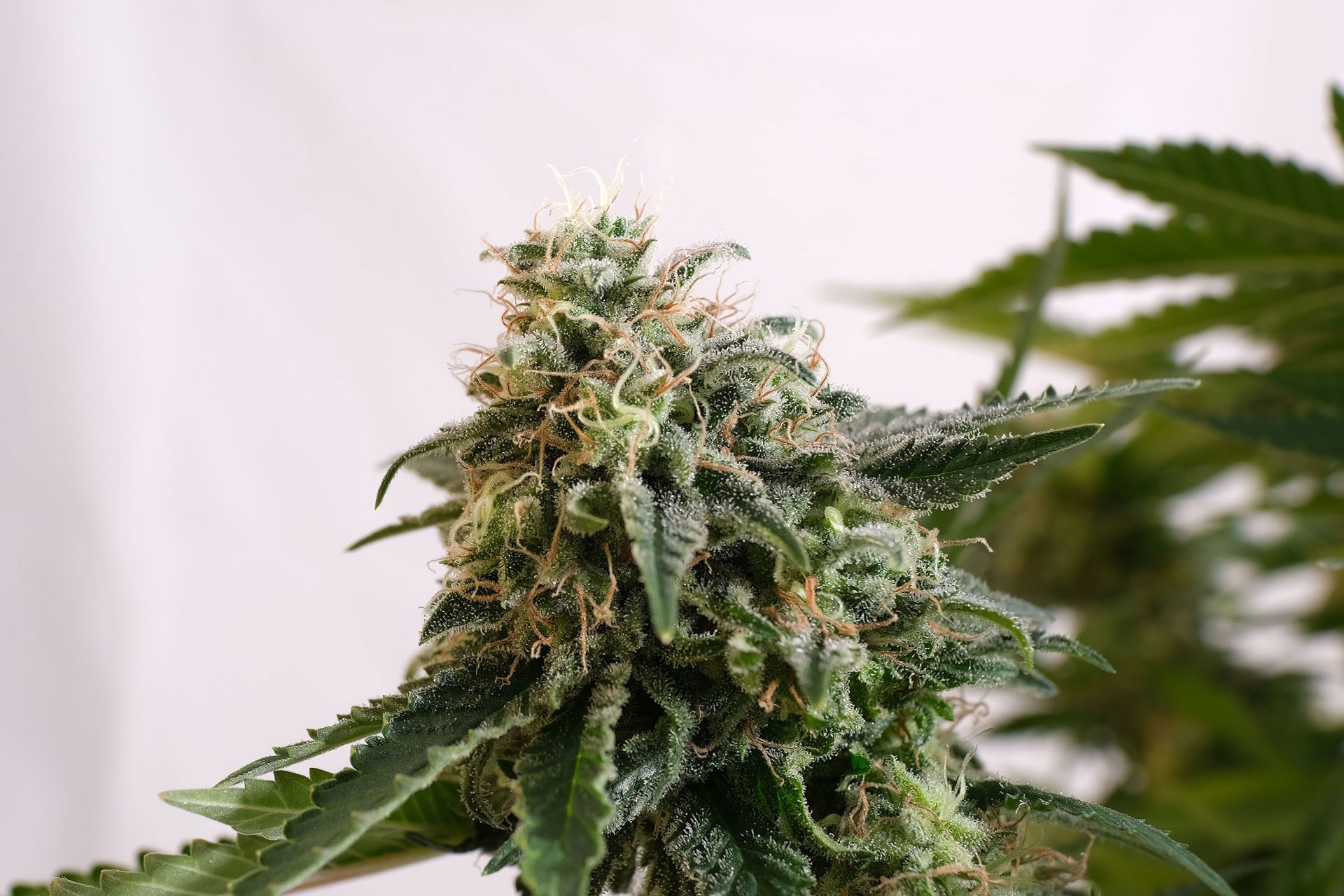 Marijuana seeds - Autoflowering: Amnesia Dream XL Auto (3)