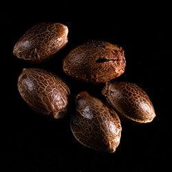 Cannabis-samen: Amnesia Dream XL Auto, 5+2 Seed