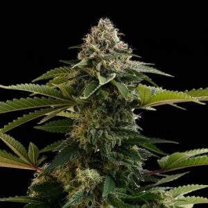 Amnesia Dream XL Auto