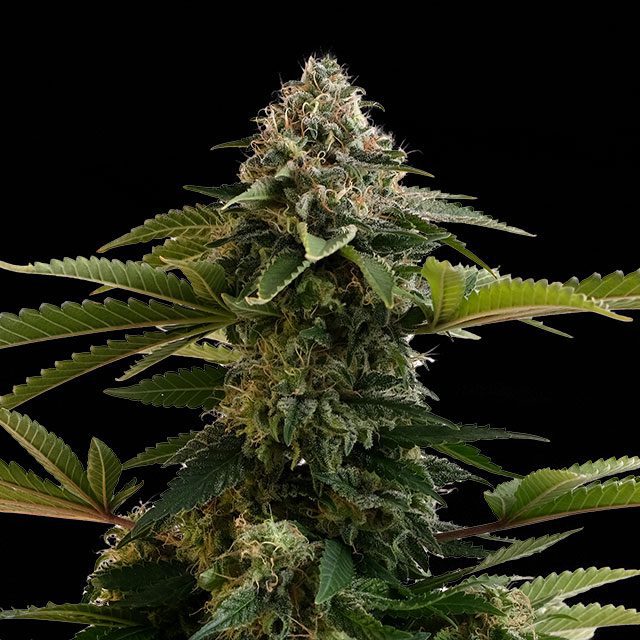 Amnesia Dream XL Auto