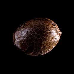 Marijuana seeds: Baby Boom Auto, 1 Seed