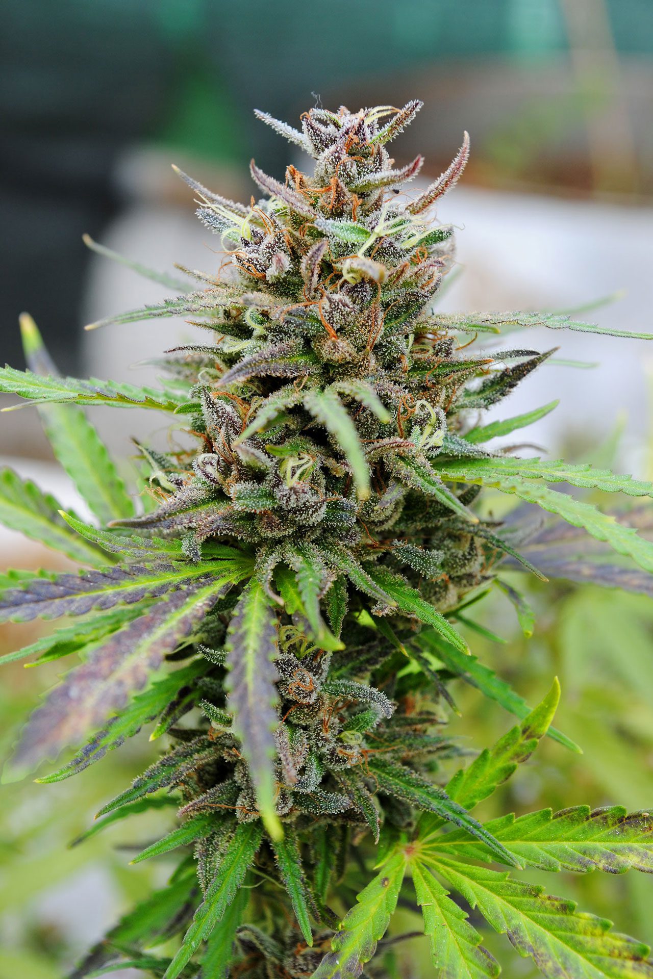 Marijuana seeds - Autoflowering: Baby Boom Auto (1)