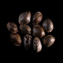 Marijuana seeds: Baby Boom Auto, 10+3 Seed