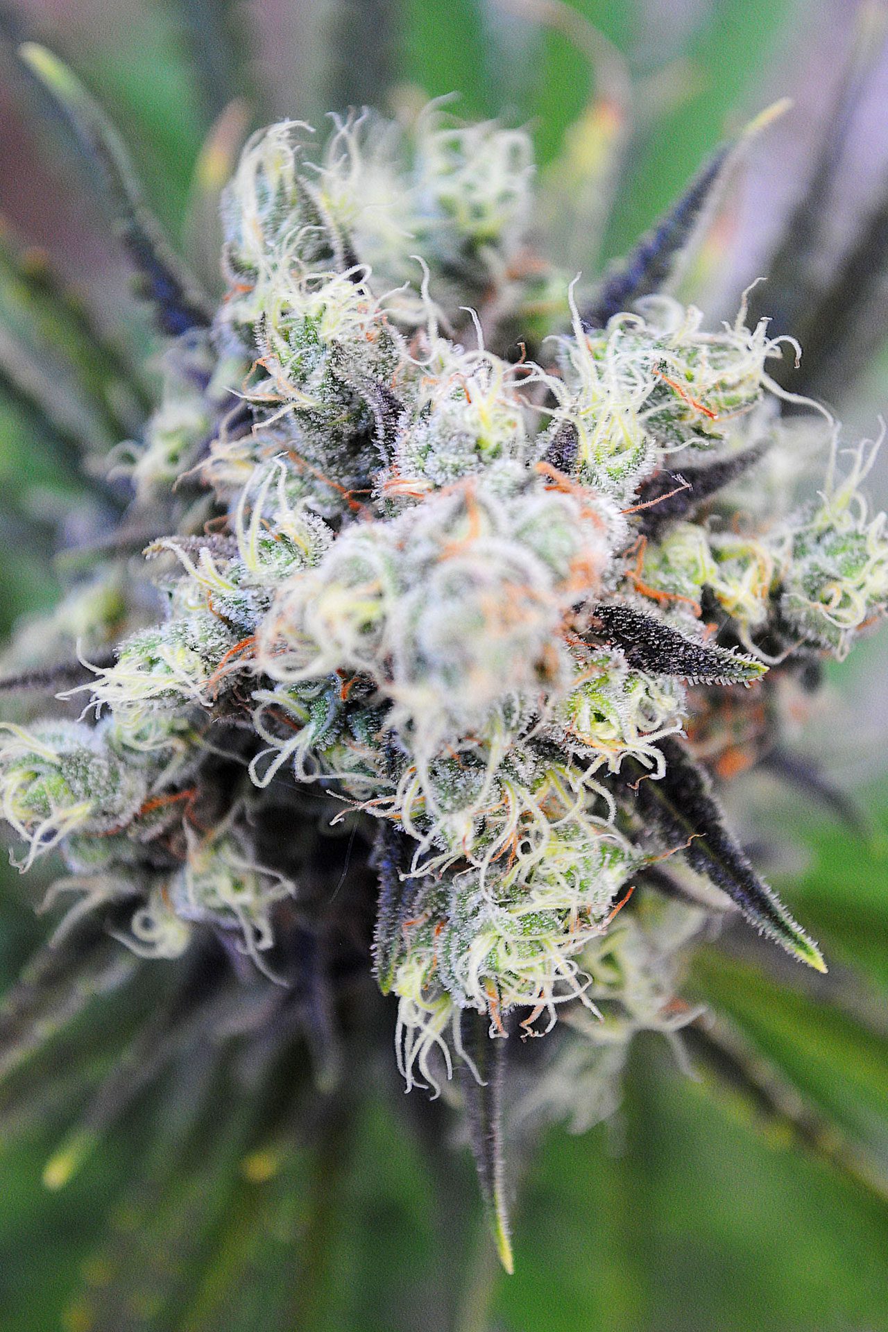 Marijuana seeds - Autoflowering: Baby Boom Auto (2)