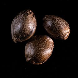 Marijuana seeds: Baby Boom Auto, 3+1 Seed