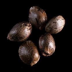 Marijuana seeds: Baby Boom Auto, 5+2 Seed
