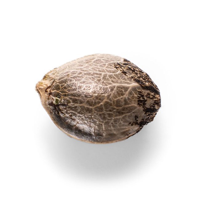 Baby Boom Auto