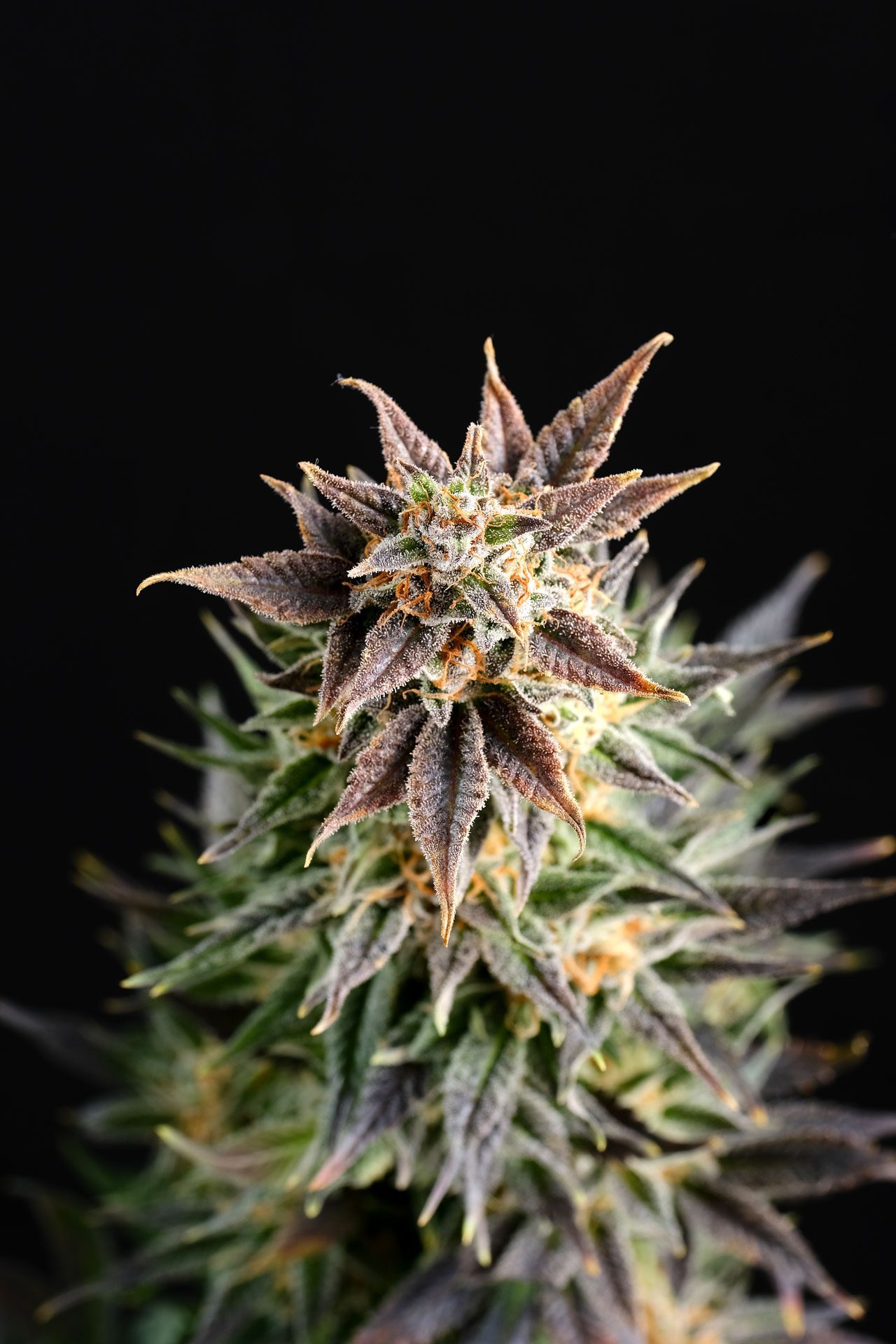 Marijuana seeds - Feminized: Big Band (1)