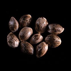 Cannabis-samen: Big Band, 10+3 Seed