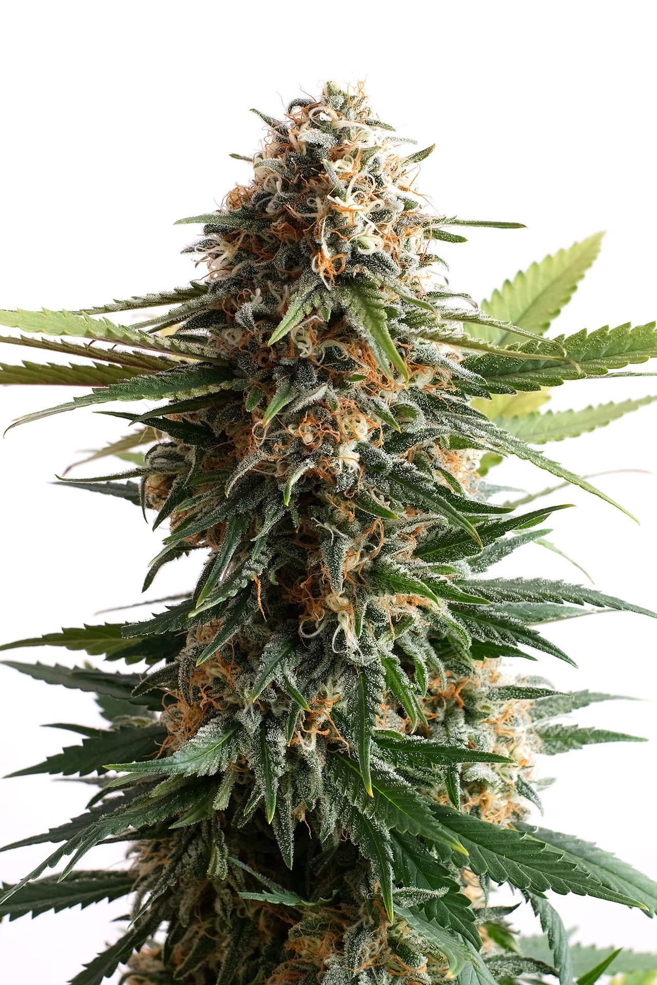 Marijuana seeds - Feminized: Big Band (2)