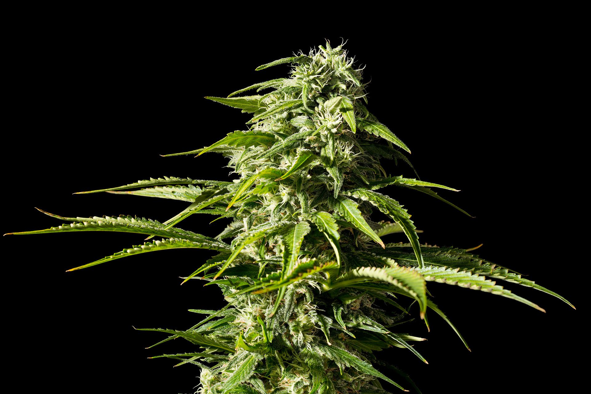 Marijuana seeds - Feminized: Big Bull (1)