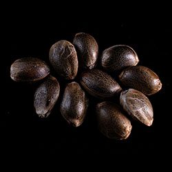 Marijuana seeds: Big Bull,  10+3 Seed