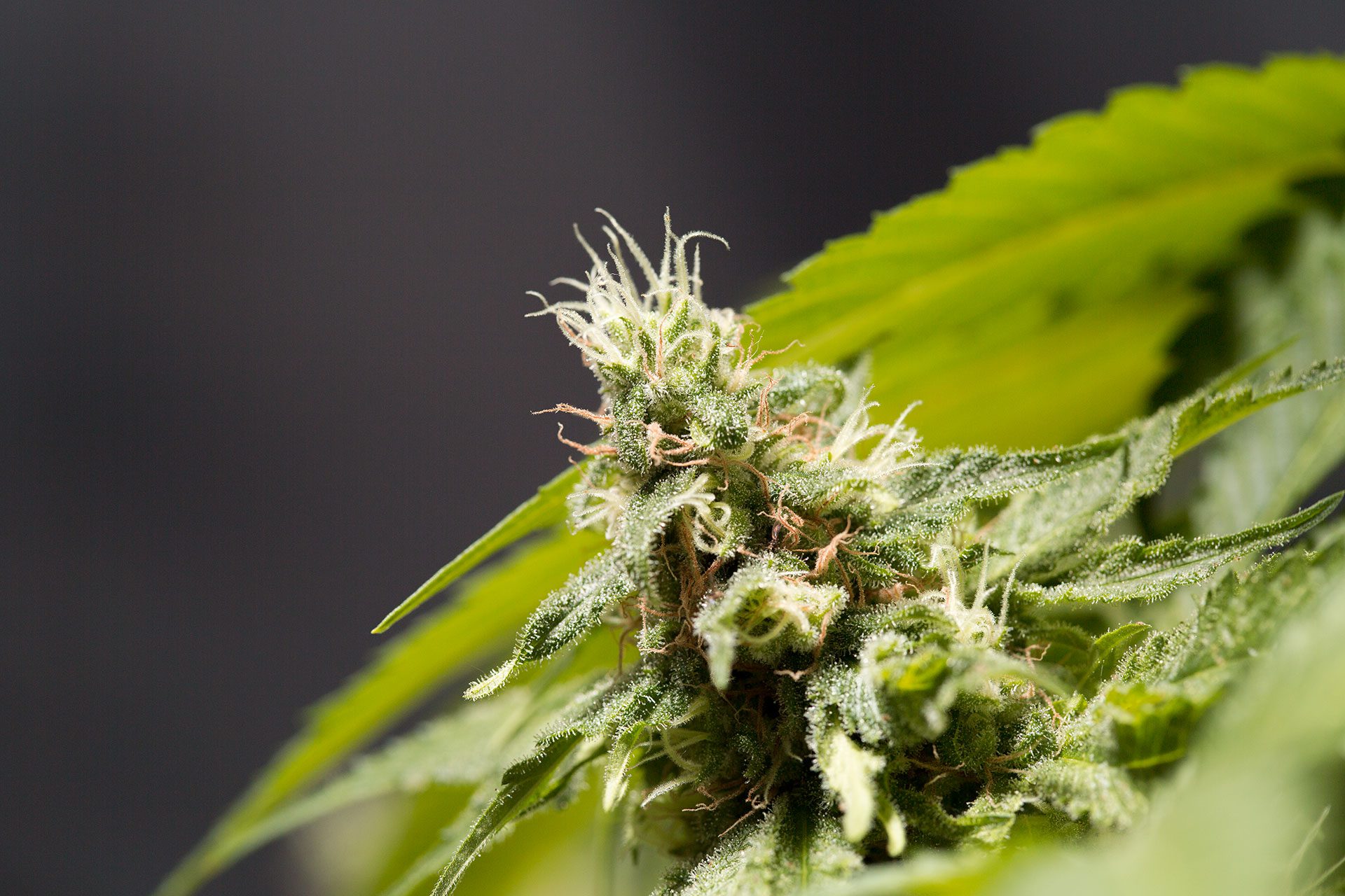 Marijuana seeds - Feminized: Big Bull (2)
