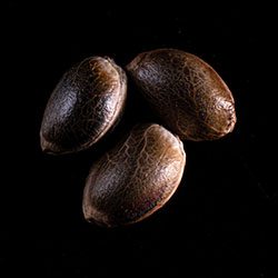 Marijuana seeds: Big Bull,  3+1 Seed
