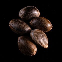 Marijuana seeds: Big Bull,  5+2 Seed