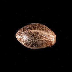 Marijuana seeds: Break-up Cake, 1 Seed