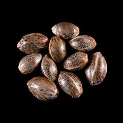 Marijuana seeds: Break-up Cake, 10+3 Seed