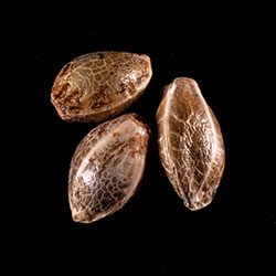 Marijuana seeds: Break-up Cake, 3+1 Seed