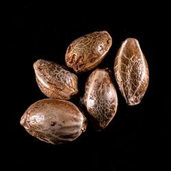 Marijuana seeds: Break-up Cake, 5+2 Seed