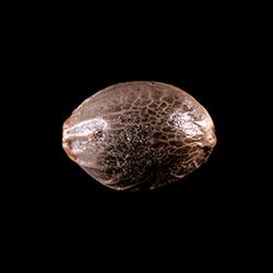 Marijuana seeds: Break-up Cake Auto, 1 Seed