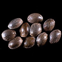 Marijuana seeds: Break-up Cake Auto, 10+3 Seed