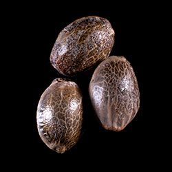 Marijuana seeds: Break-up Cake Auto, 3+1 Seed