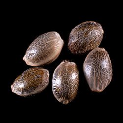 Marijuana seeds: Break-up Cake Auto, 5+2 Seed