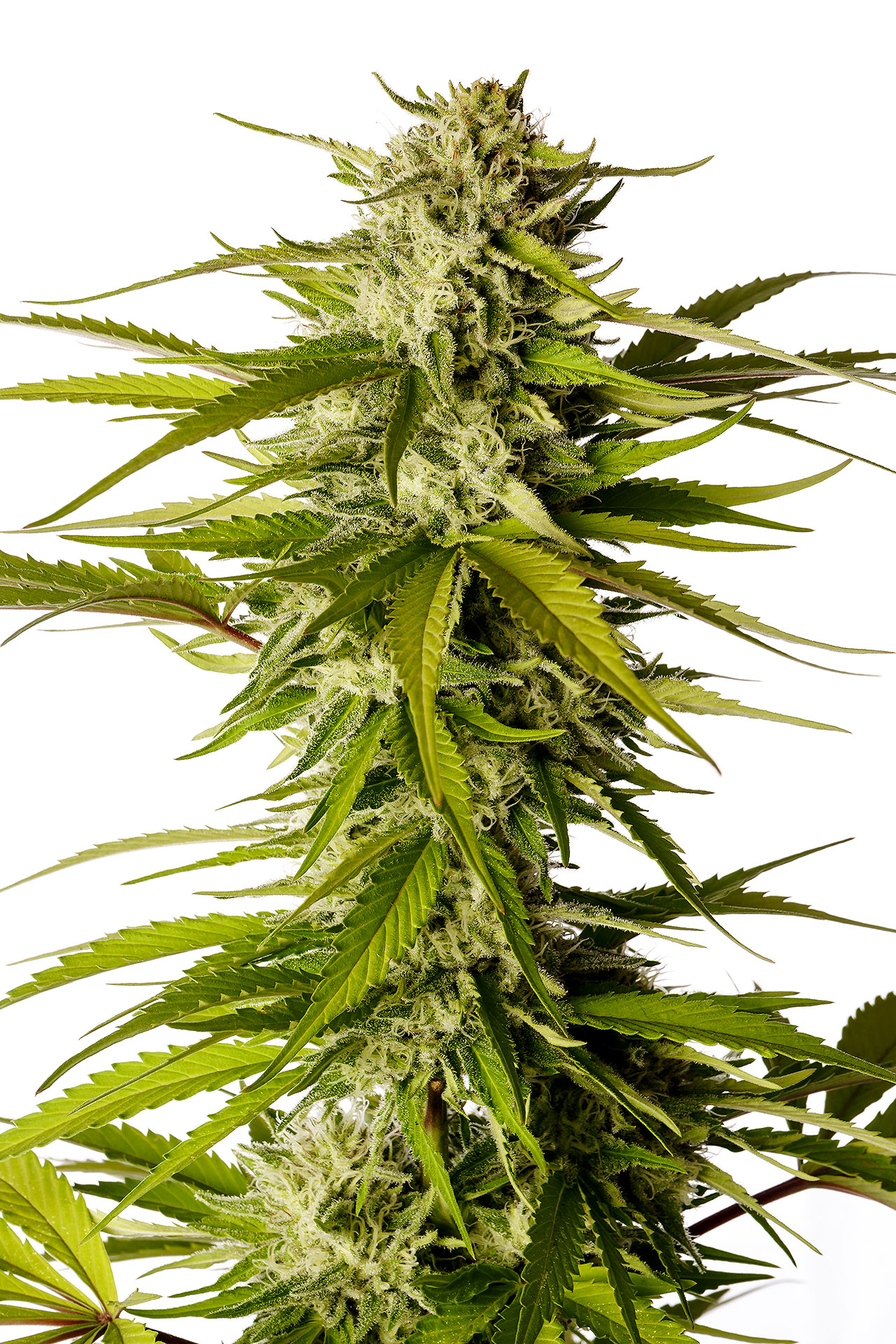 Marijuana seeds - Feminized: Break-up Cake (1)