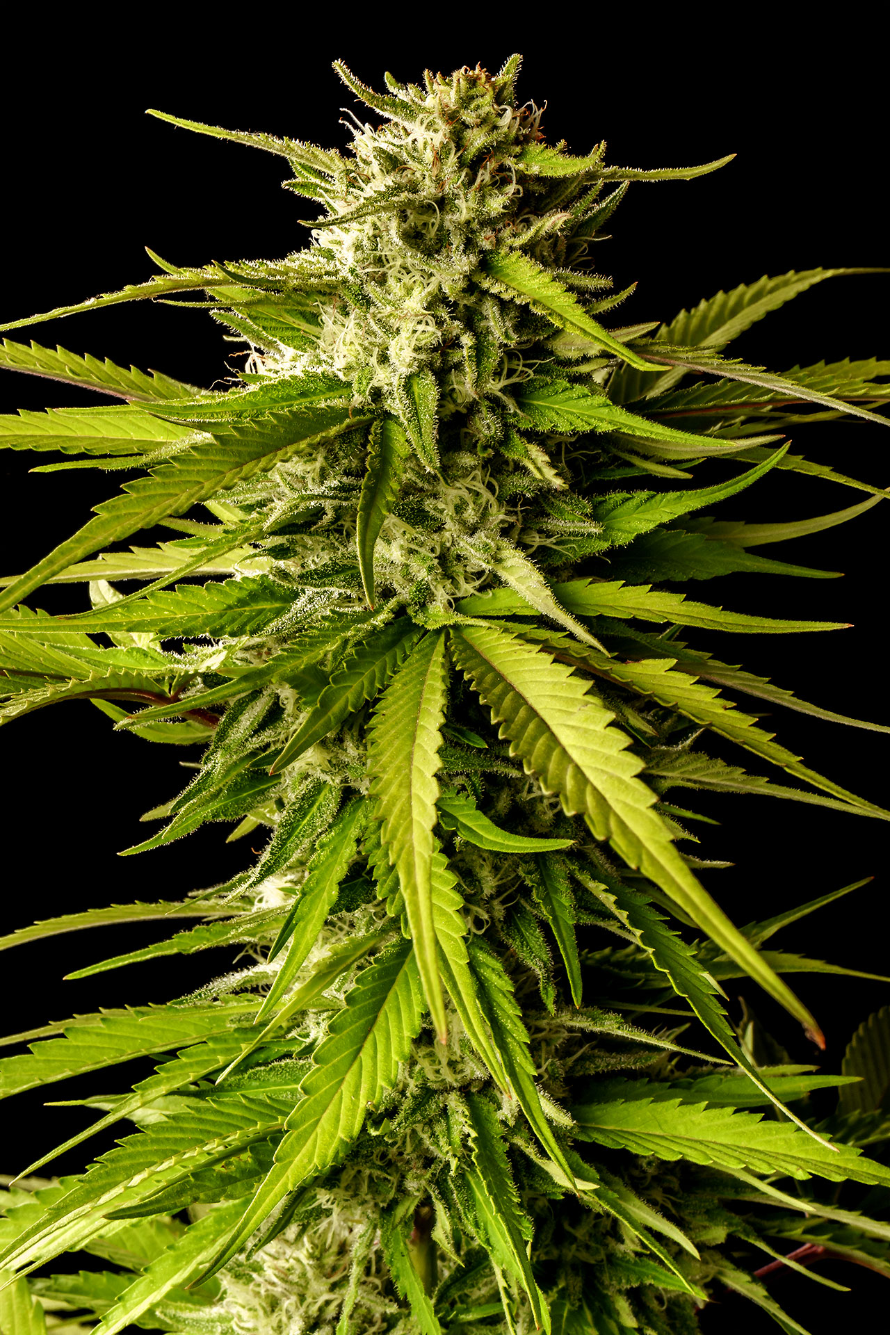 Marijuana seeds - Feminized: Break-up Cake (2)