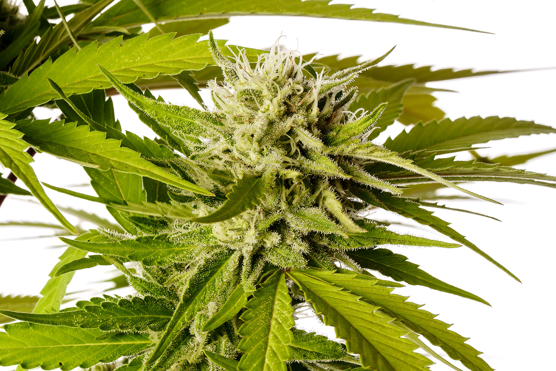 Marijuana seeds - Feminized: Break-up Cake (3)
