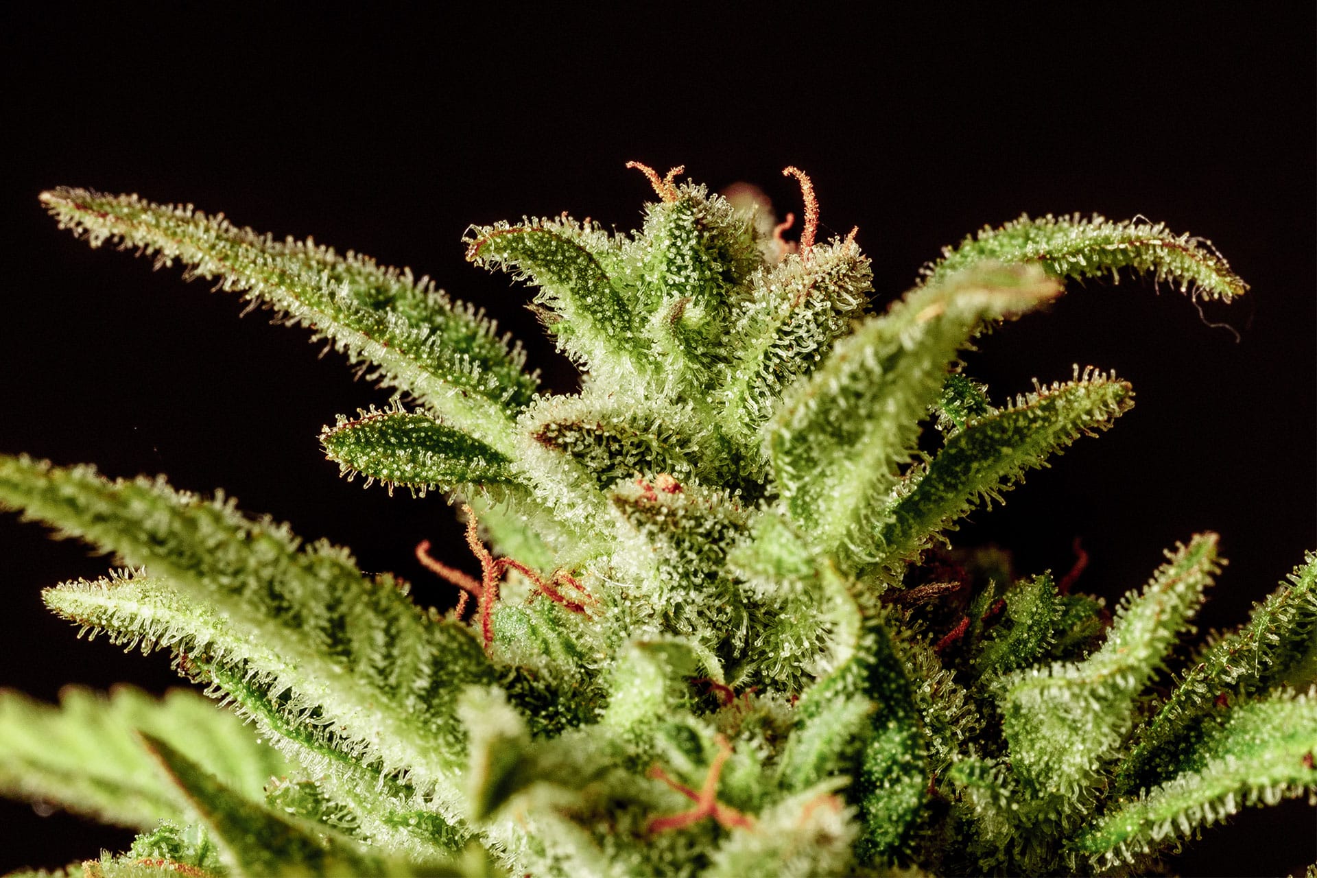 Marijuana seeds - Autoflowering: Break-up Cake Auto (2)