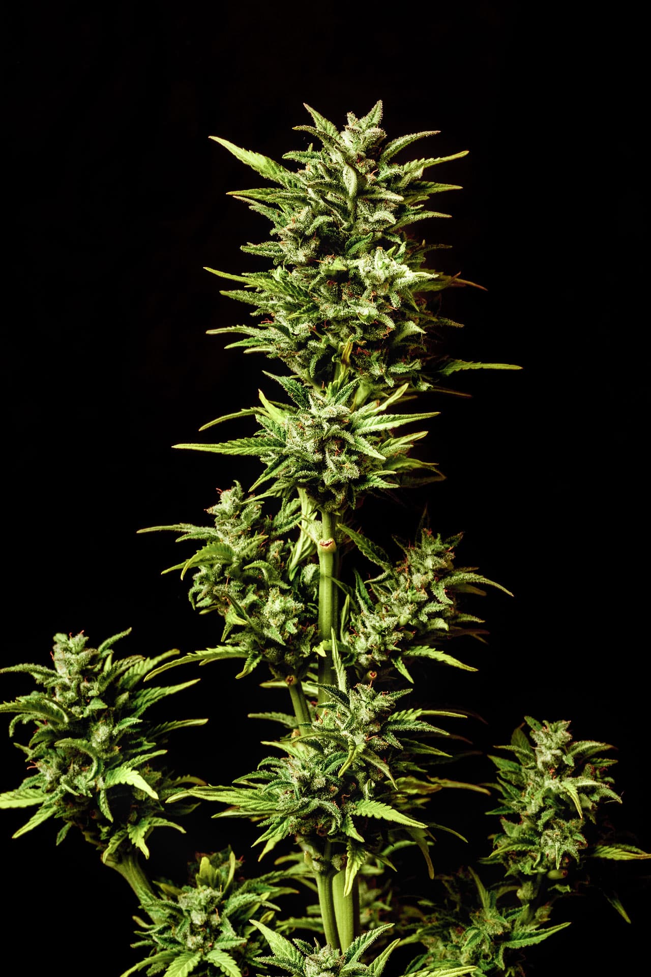 Marijuana seeds - Autoflowering: Break-up Cake Auto (3)