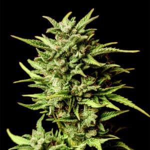 Break-up Cake Auto