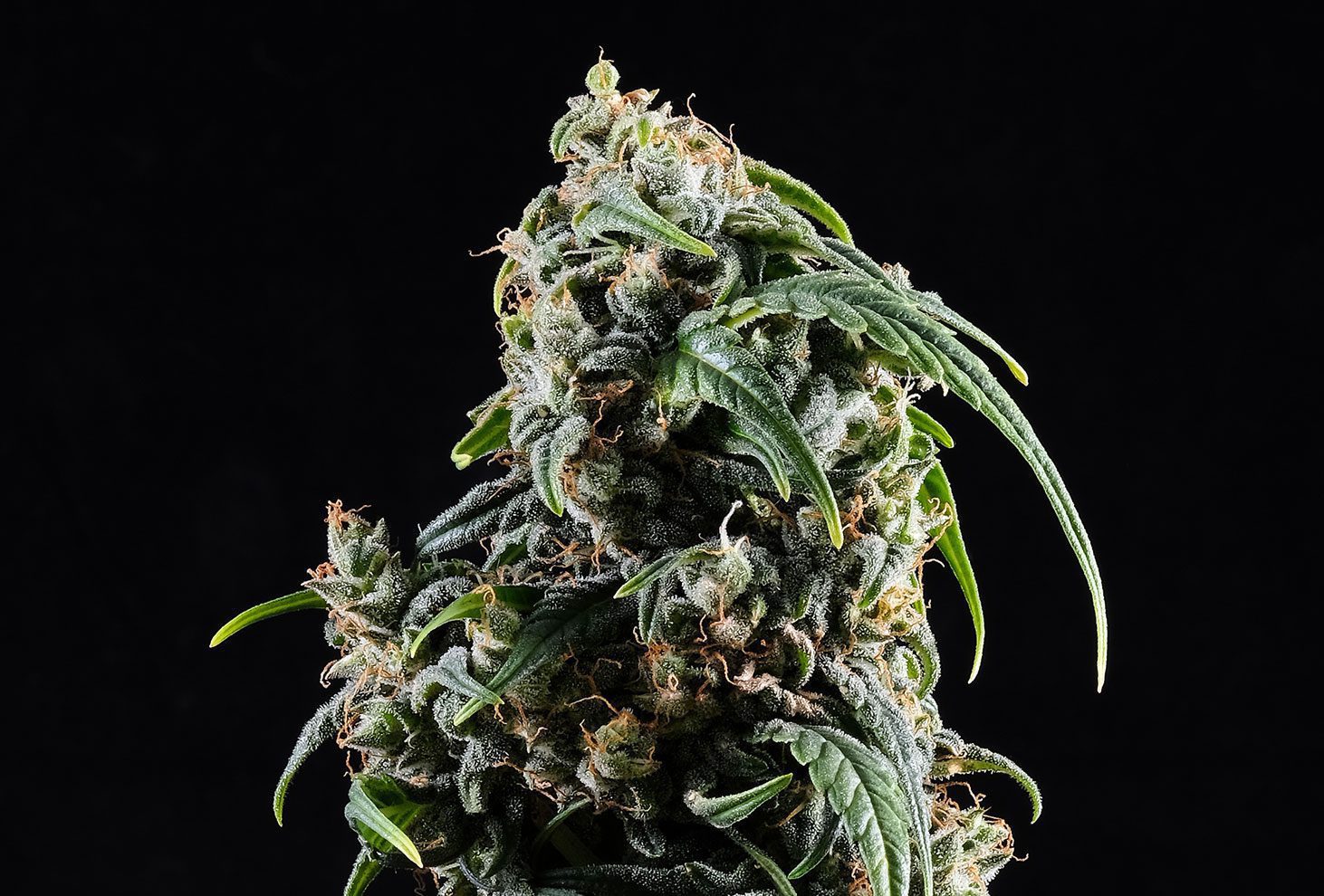CBDV Auto