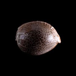 Marijuana seeds: CBDV Auto, 1 Seed