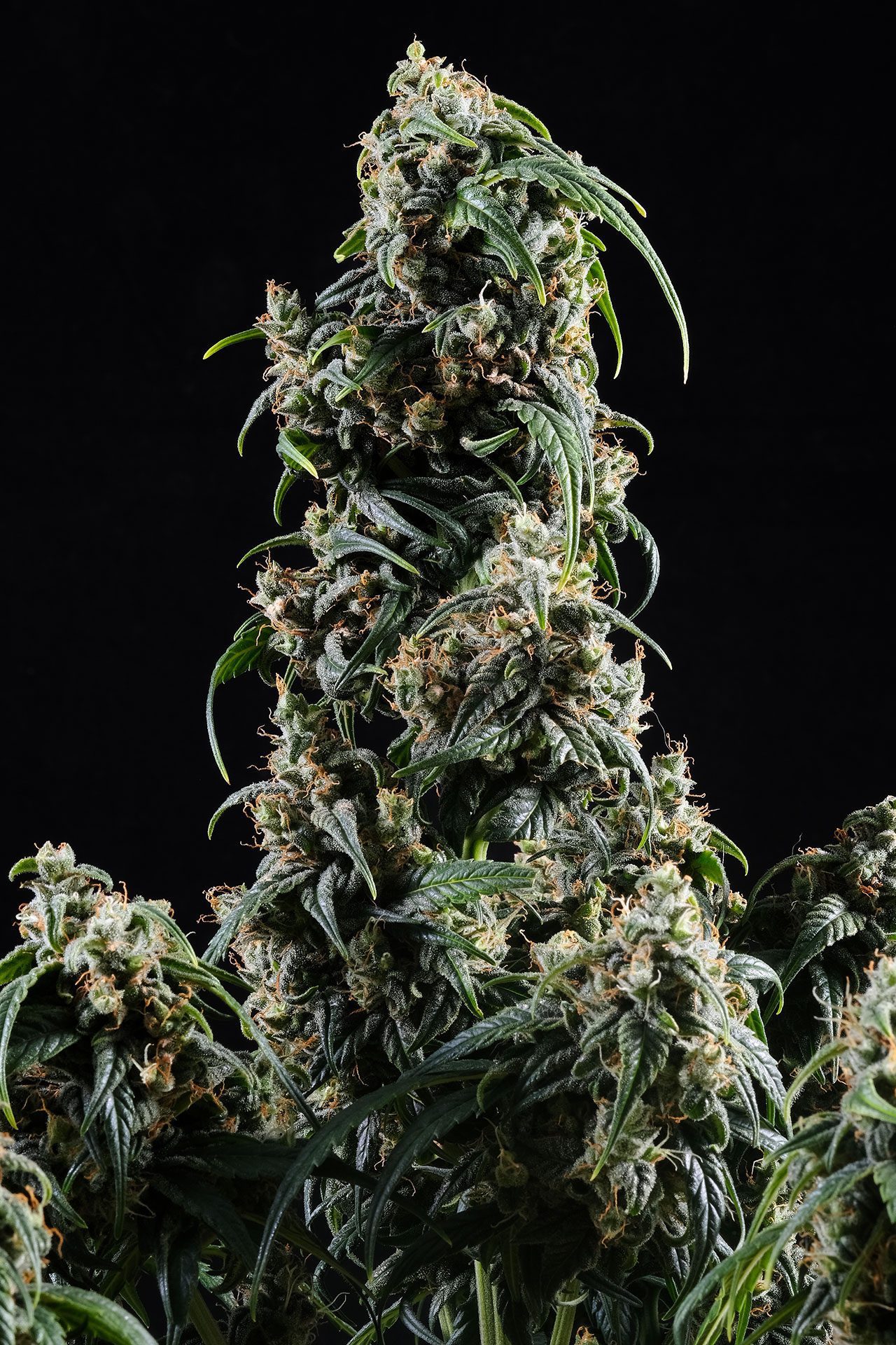 Marijuana seeds - Autoflowering: CBDV Auto (1)